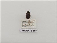 藏品(鞘翅目(2))的圖片